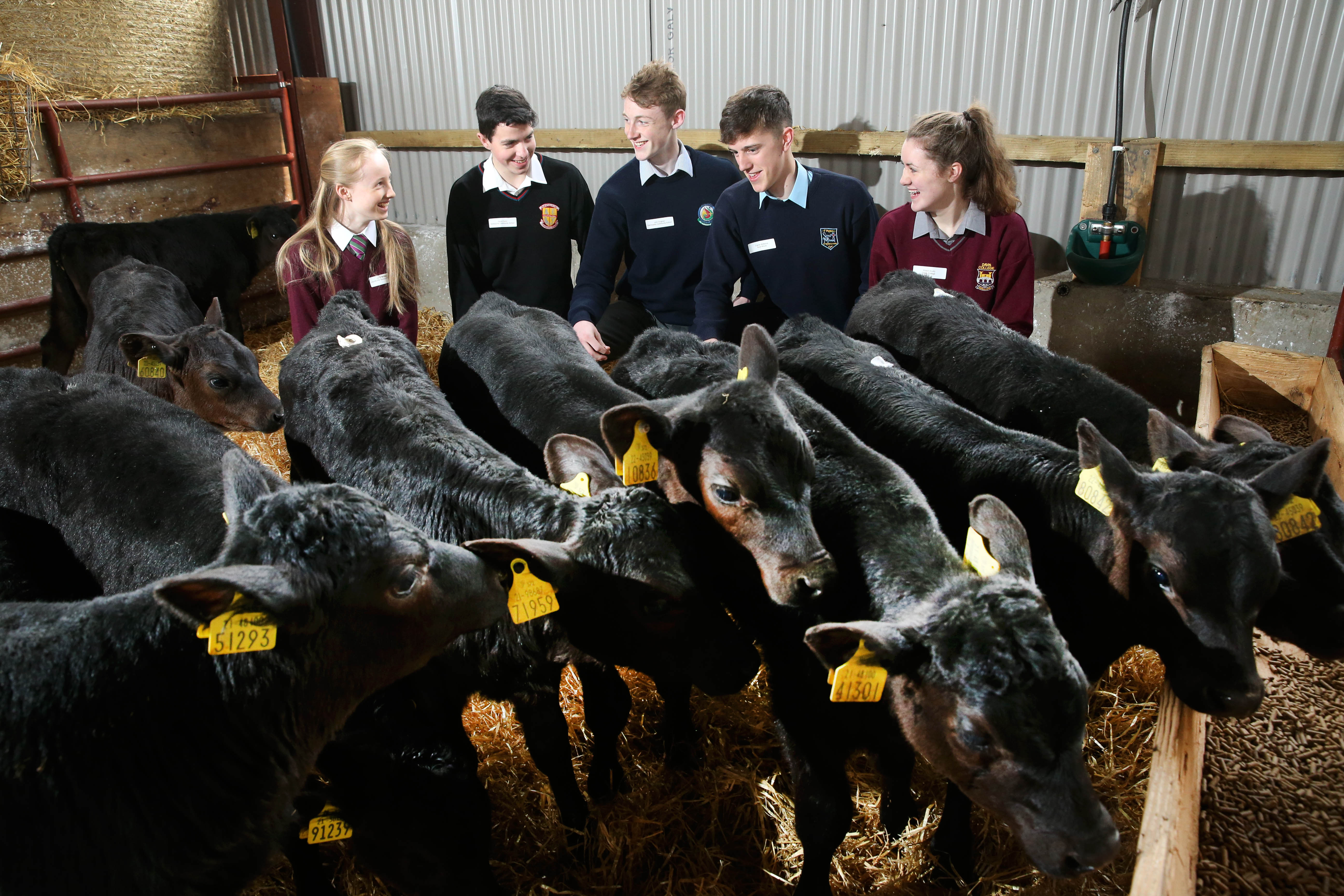 Irish Angus Schools competition - Kepak