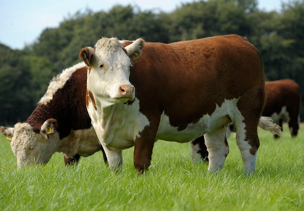 half-page-hereford-cattle-kepak